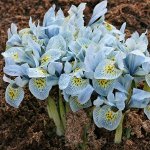 IRIS KATHARINE HODGKIN