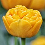 Yellow Pomponette