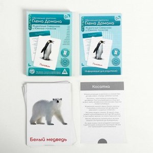 Обучающие карточки по методике Глена Домана «Животные Северного и Южного полюсов», 12 карт, А6, в коробке