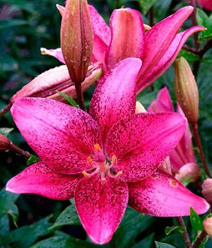 Спот Он Цена указана за 1 упаковку.

Луковицы Лилии азиатской Танго Спот Он (Lilium asiatic Spot On) порождают растения, которые цветут быстро, обильно и продолжительно. Насыщенный ярко-розовый цвет л