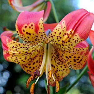 Фьюжн Цена указана за 1 упаковку

Саженцы и рассада Лилии видовой Фьюжн (Lilium Martagon hybrid Fusion) относятся к редким межвидовым гибридам длинноцветковых и леопардовых лилий. Растение высокоросло