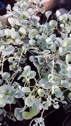 Дихондра Можно применять как почвопокрывающее, а можно как ампельное растение. Очень эффектное растение.