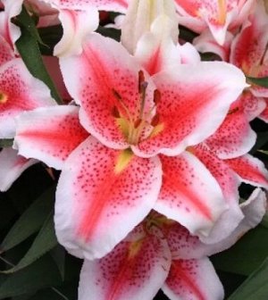 Айдахо Луковицы лилии восточной Айдахо (Lilium Oriental Hybrids Idaho) — настоящая экзотика, которую легко вырастить в саду или в теплице. Растение быстро адаптируется к климатическим условиям, без тр