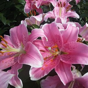 Бебоп Саженцы и рассада лилии восточной Бебоп (Lilium oriental Bebop) добавят любому саду нежности и воздушности. Цветы чистого розового цвета с традиционными коралловыми вкраплениями издают нежный и 