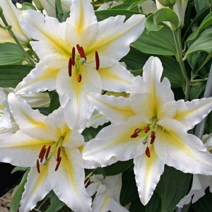 Венесуэла Саженцы и рассада многолетней Лилии восточной Венесуэла (Lilium Oriental Hybrid Venezuela) вырастают до 110 см в высоту. Максимально комфортно чувствуют себя на плодородных слабокислых торфя