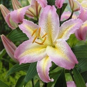Кзотико Саженцы и рассада Лилии восточной Кзотико (Lilium oriental hybrids Xotica) – весьма большие светло-лиловые цветы с мягко-желтой полосой по середине волнистого лепестка. Высота растения 70-90 с