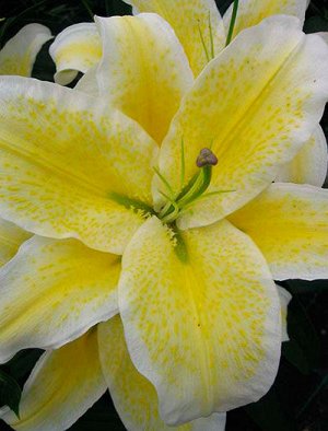 Санкэтчер Саженцы и рассада Лилии восточной Санкетчер (Lilium Oriental Hybrid Sanketcher.) являются сортовыми цветами с оригинальной окраской лепестков. Сами они лимонно-желтого цвета, а по краям обел