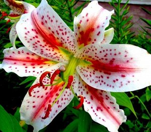 Эксельсиор Луковицы лилии восточной Эксельсиор (Lilium hybrid oriental Excelsior) — эффектное решение для настоящих аристократов. Сорт представлен высокими многолетними растениями (до 120 см в высоту)