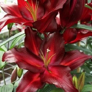 Авиньер Луковицы лилии восточной Авиньер (Lilium oriental Avinger) — роскошный вариант для самых изысканных букетов. Цветы этого сорта особенно крупные (до 25 см в диаметре), ярко-бордовые с незначите