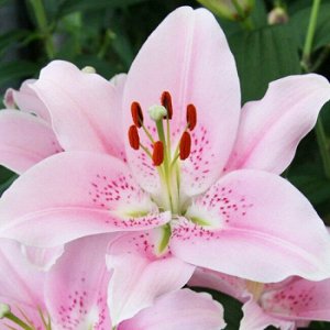 Компаньон Луковицы лилии восточной Компаньон (Lilium Companion) — это находка для любителей пышных цветов и пастельных оттенков. Этот сорт отличается крупными (до 20 см в диаметре), очень ароматными ц