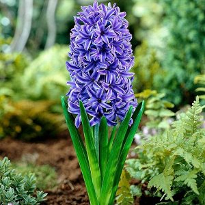 Блу Джэкет ГИАЦИНТЫ Садовые:
Блу Джэкет - высота растения 25 см. Цветок сине-фиолетовый.
Гиацинт - безусловный лидер среди растений, пригодных для выгонки. Его плотные, с сильным ароматом соцветия из 