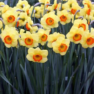 Бэнтэм Бэнтэм - высота растения 40 см, цветок желтый с оранжевой коронкой.
Месторасположение: нарциссы - культура более теневыносливая по сравнению, например, с тюльпанами, но на освещенных местах “ур