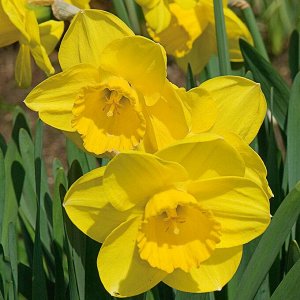 Камелот Камелот - высота растения 40 см, цветок желтый.
Месторасположение: нарциссы - культура более теневыносливая по сравнению, например, с тюльпанами, но на освещенных местах “урожай” их цветков и 