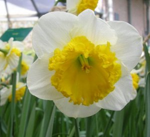 Керли  * Керли - высота растения 40 см, цветок белый с лимонно-желтой густобахромчатой коронкой.
Месторасположение: нарциссы - культура более теневыносливая по сравнению, например, с тюльпанами, но на
