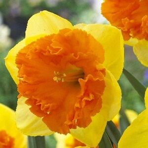 Корсаж * Корсаж -  ярко-желтый с махровой оранжевой коронкой, высота растения 35см
Крупнокорончатые нарциссы – группа сортов с одиночными цветками, коронки которых короче долей околоцветника, но не ме