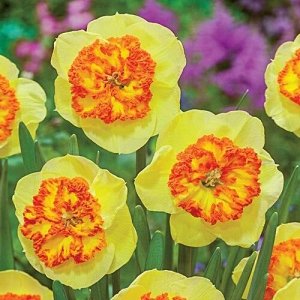 Кул Флейм Кул Флейм - ярко-желтый с махровой оранжевой коронкой, высота растения 45см
Крупнокорончатые нарциссы – группа сортов с одиночными цветками, коронки которых короче долей околоцветника, но не