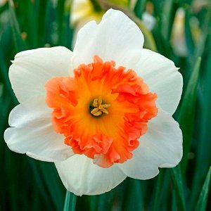 Прикоушес Прикоушес - высота растения 40 см, цветок белый с красно-оранжевой гофрированной коронкой.
Посадка: высаживать луковицы следует на глубину 15-20см на расстоянии 10-12см друг от друга. Лучшее