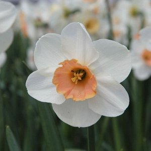 Романс Романс - высота растения 40 см, цветок белый с лососево-оранжевой коронкой.
Почва: мирятся с любой почвой, при условии, что она хорошо дренирована и плодородна. На одном месте могут оставаться 