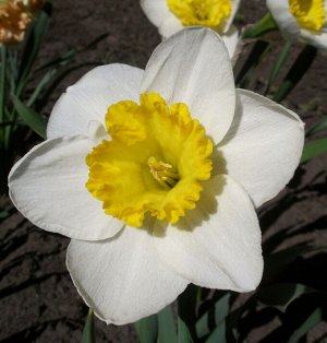 Саунд Саунд - высота растения 40 см, цветок белый с желтой гофрированной коронкой.
Месторасположение: нарциссы - культура более теневыносливая по сравнению, например, с тюльпанами, но на освещенных ме