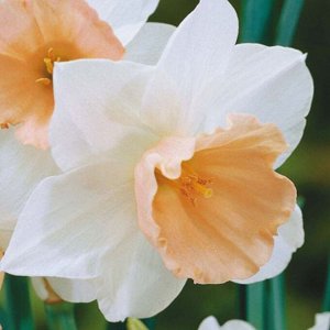 Соесдийк Соесдийк - высота растения 50 см, цветок белый с оранжевой гофрированной коронкой.
Месторасположение: нарциссы - культура более теневыносливая по сравнению, например, с тюльпанами, но на осве