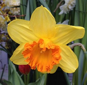 Суада Суада - высота растения 45 см, цветок желтый с оранжевой гофрированной коронкой, яркий.
Месторасположение: нарциссы - культура более теневыносливая по сравнению, например, с тюльпанами, но на ос