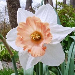 Хромаколор Хромаколор - высота растения 35 см, цветок белый с яркой лососево-розовой коронкой.
Месторасположение: нарциссы - культура более теневыносливая по сравнению, например, с тюльпанами, но на о