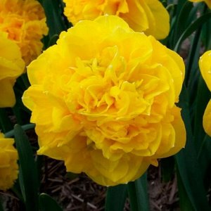 Истертайд Истертайд - высота растения 35-40 см, ярко-желтый, густомахровый.
Махровые нарциссы – сорта этой группы выделяются махровыми цветками от одного до нескольких на цветоносе. Это самая популярн