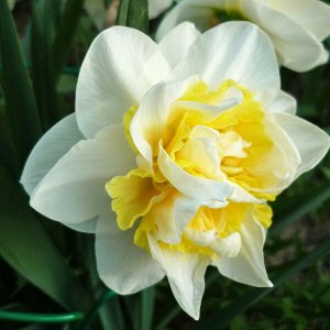 Вествард Вествард - высота растения 35-40 см, изящные махровые белоснежные цветки с желтой коронкой и нежным приятным ароматом.
Махровые нарциссы – сорта этой группы выделяются махровыми цветками от о