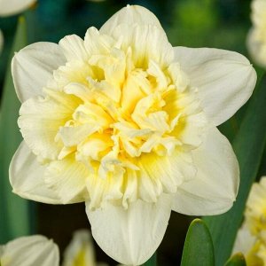 Айс Кинг Айс Кинг - один из самых поразительных сортов! Этот нарцисс имеет в диаметре 10-13-сантиметровые роскошные цветки, сочетающие в своей окраске смесь сливочно-белых и насыщенно-желтых оттенков.