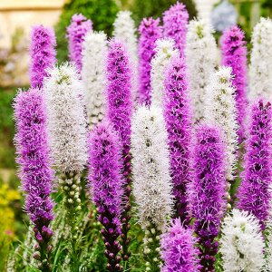 Лиатрис колосковый Liatris spicata Floristan Weiss BR