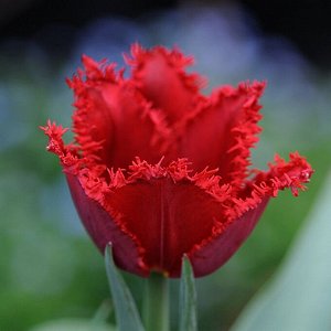 Тюльпан бахромчатый Валерий Гергиев