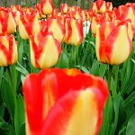 Тюльпан Американ Дрим