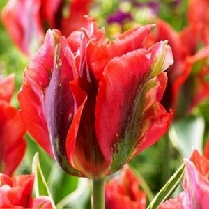 Голливуд Зеленоцветные
Зеленоцветные тюльпаны  - С 1981г. тюльпаны, имеющие зеленый цвет спинки лепестков и сохраняющие его в течение всего периода цветения, были выделены в отдельный класс. Цветовой 