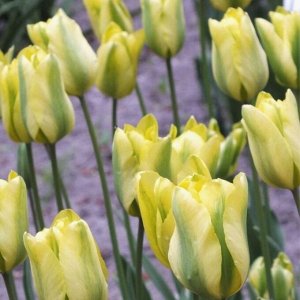 Формоза Зеленоцветные
Луковицы тюльпана зеленоцветного Формоза ― представители сорта с почти вековой историей. Селекционерами они были выведены в 1926 году. Такими эффектными цветками может «похвастат