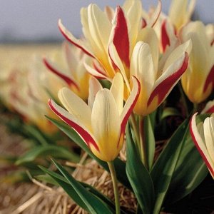 Зе Фёст Кауфмана
Тюльпаны Кауфмана - эти тюльпаны отличаются самыми ранними сроками цветения (иногда уже в начале апреля), устойчивостью к пестролепестности и небольшой высотой (15-25см). Цветки у тюл