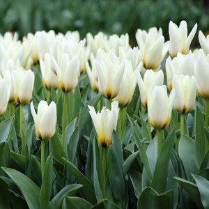 Концерто Фостера
Тюльпаны Фостера - в этот класс включены сорта и гибриды тюльпана Фостера с другими видами и сортами других классов. Тюльпаны Фостера имеют более крупные цветки, по сравнению с тюльпа