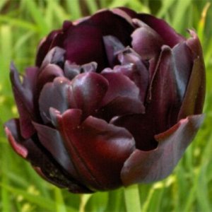 Блэк Хиро Махровые поздние тюльпаны - имеют густомахровые цветы, внешне напоминающие цветы пионов, поэтому их часто называют пионовидными. Махровые поздние тюльпаны имеют крепкие цветоносы высотой 45-