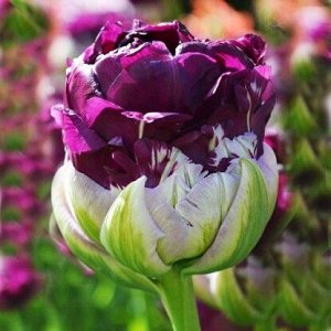 Блу Вау Красота, заключенная в простоте
Сорт, который удивляет даже самых требовательных коллекционеров тюльпанов. Раскрывающийся в мае, он являет миру огромное количество пурпурно-розовых махровых ле