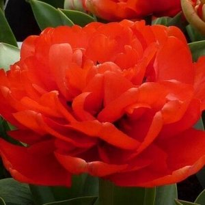 Миранда Махровые поздние тюльпаны - имеют густомахровые цветы, внешне напоминающие цветы пионов, поэтому их часто называют пионовидными. Махровые поздние тюльпаны имеют крепкие цветоносы высотой 45-60