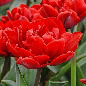 Ред Нова Классический красный в новом амплуа
Красный тюльпан обязан быть в каждом саду. Без него невозможно представить полноценную весну и настроиться на лето. Но ведь красный тоже может быть разным!