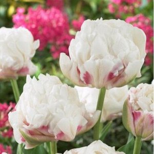 Айс Уандер Махровые поздние тюльпаны - имеют густомахровые цветы, внешне напоминающие цветы пионов, поэтому их часто называют пионовидными. Махровые поздние тюльпаны имеют крепкие цветоносы высотой 45