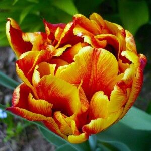 Аллегретто Махровые поздние тюльпаны - имеют густомахровые цветы, внешне напоминающие цветы пионов, поэтому их часто называют пионовидными. Махровые поздние тюльпаны имеют крепкие цветоносы высотой 45