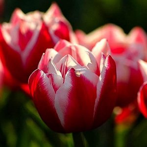 Вироза Махровые поздние тюльпаны - имеют густомахровые цветы, внешне напоминающие цветы пионов, поэтому их часто называют пионовидными. Махровые поздние тюльпаны имеют крепкие цветоносы высотой 45-60с