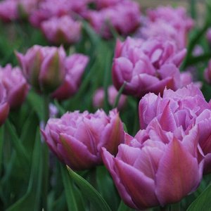 Дабл Прайс Махровые поздние тюльпаны - имеют густомахровые цветы, внешне напоминающие цветы пионов, поэтому их часто называют пионовидными. Махровые поздние тюльпаны имеют крепкие цветоносы высотой 45