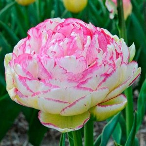 Дабл Тач * Махровые поздние тюльпаны - имеют густомахровые цветы, внешне напоминающие цветы пионов, поэтому их часто называют пионовидными. Махровые поздние тюльпаны имеют крепкие цветоносы высотой 45
