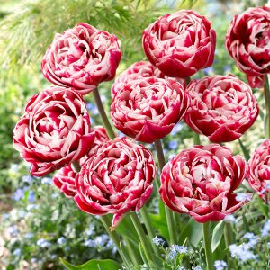 Драмлайн Махровые поздние тюльпаны - имеют густомахровые цветы, внешне напоминающие цветы пионов, поэтому их часто называют пионовидными. Махровые поздние тюльпаны имеют крепкие цветоносы высотой 45-6