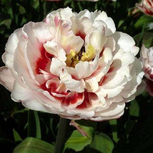 Зизани Махровые поздние тюльпаны - имеют густомахровые цветы, внешне напоминающие цветы пионов, поэтому их часто называют пионовидными. Махровые поздние тюльпаны имеют крепкие цветоносы высотой 45-60с