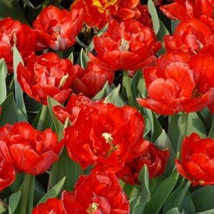 Карлтон Махровые поздние тюльпаны - имеют густомахровые цветы, внешне напоминающие цветы пионов, поэтому их часто называют пионовидными. Махровые поздние тюльпаны имеют крепкие цветоносы высотой 45-60
