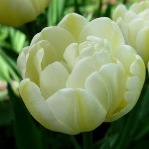 Касабланка Махровые поздние тюльпаны - имеют густомахровые цветы, внешне напоминающие цветы пионов, поэтому их часто называют пионовидными. Махровые поздние тюльпаны имеют крепкие цветоносы высотой 45