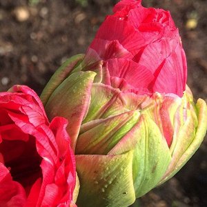 Лоллипоп Махровые поздние тюльпаны - имеют густомахровые цветы, внешне напоминающие цветы пионов, поэтому их часто называют пионовидными. Махровые поздние тюльпаны имеют крепкие цветоносы высотой 45-6